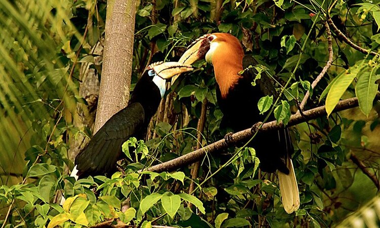 Sali Bay Resort, Moluccas: Papua Hornbill in the resort