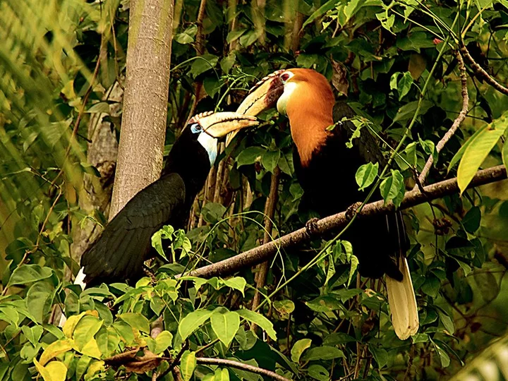 Sali Bay Resort, Moluccas: Papua Hornbill in the resort