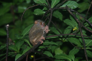 Tarsier Äffchen im Tangkoko Nationalpark auf Sulawesi