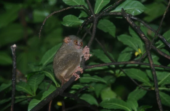Tarsier Äffchen im Tangkoko Nationalpark auf Sulawesi