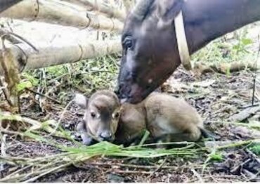 Sulawesi: Anoa cow with calf