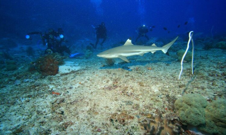  Moluccas, Morotai: Shark Spot at Moro Ma'Doto Resort