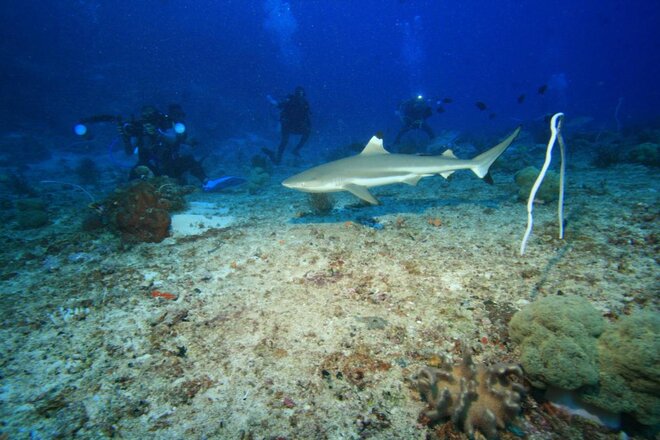 Diving with sharks in Moluccan island Morotai