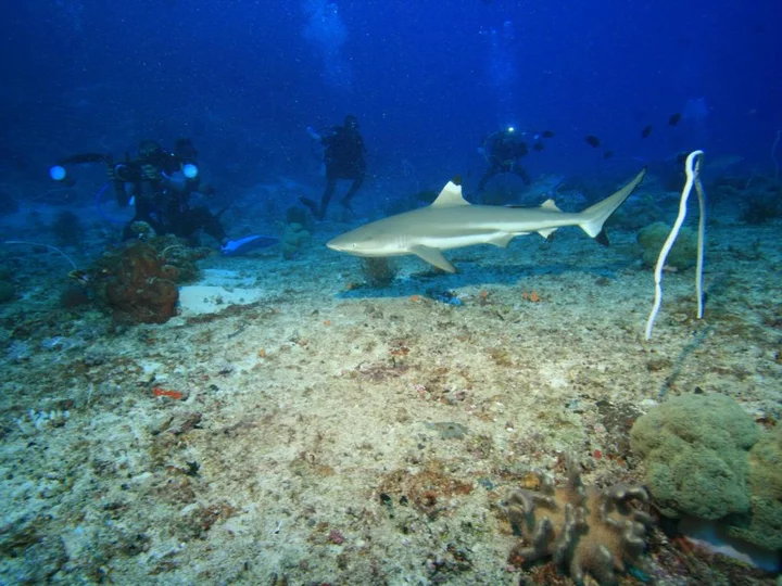 Molukken, Morotai: Haifisch Spot beim Moro Ma'Doto Resort