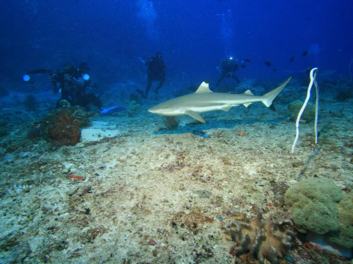  Moluccas, Morotai: Shark Spot at Moro Ma'Doto Resort