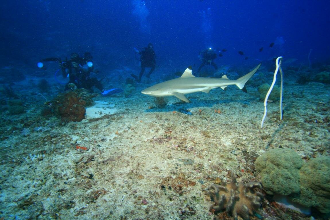 Molukken, Morotai: Haifisch Spot beim Moro Ma'Doto Resort