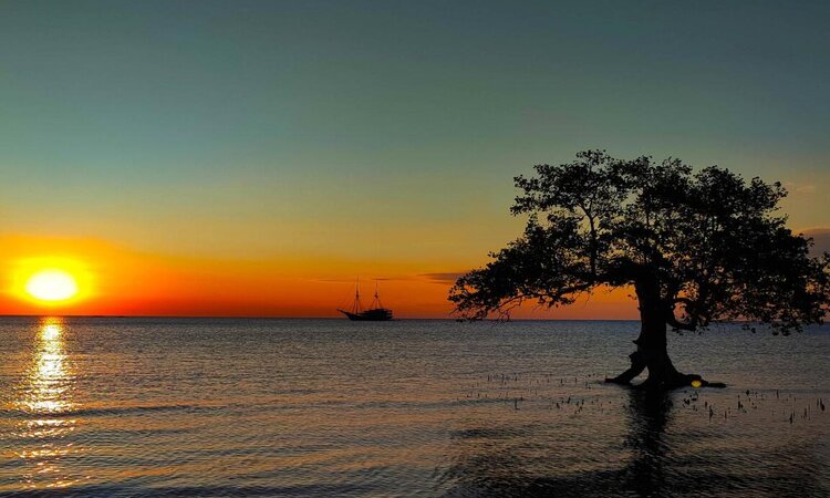 Lesser Sunda Island Sumbawa, Indonesia: Beach with tree at sunset