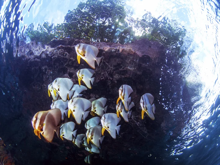 Papua Explorers Dive Resort: School of fish at reef
