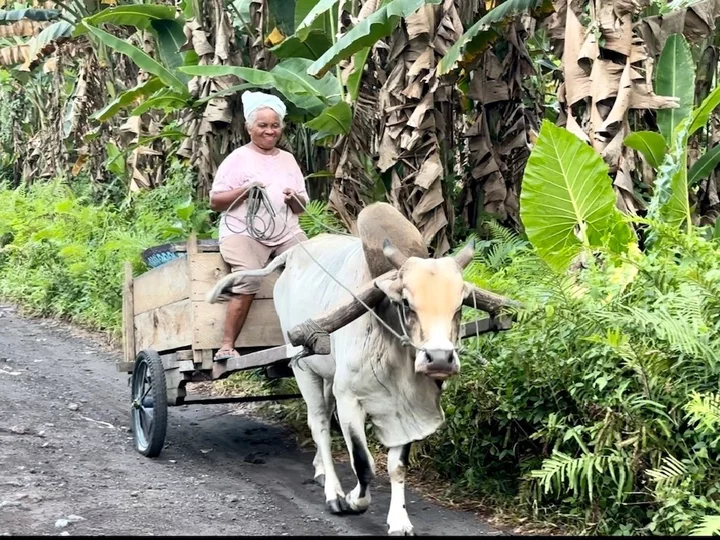 Moluccas island of Halmahera: Old woman on ox cart 