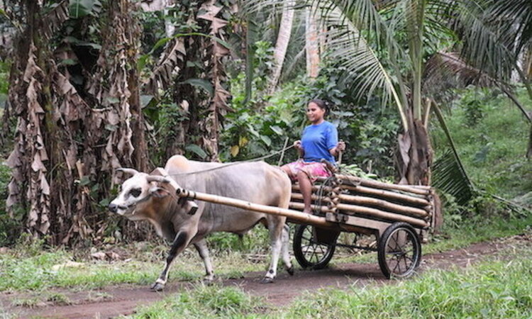 Molukkeninsel Halmahera: Dorfbewohnerin auf Ochsenkarren