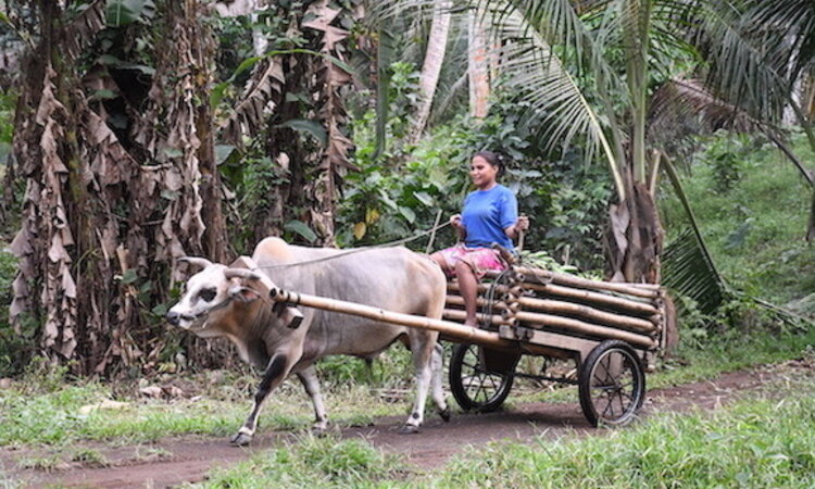 Moluccan island of Halmahera: Villager on ox cart