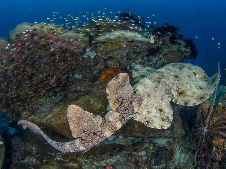 Wobbegong Hai in Raja Ampat