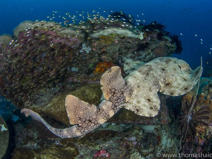 Wobbegong shark in Raja Ampat