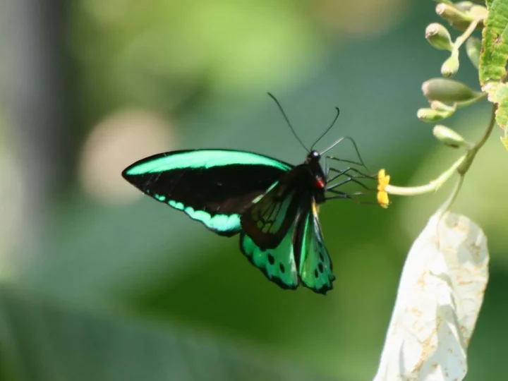 Indonesia, Moluccas: Green-black butterfly on Spice Island of Seram