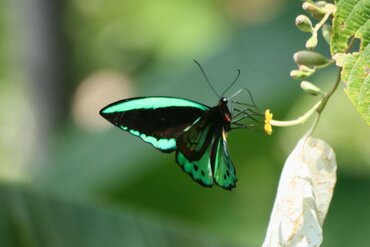 Indonesien, Molukken: Grün-schwarzer Schmetterling auf der Gewürzinsel Seram