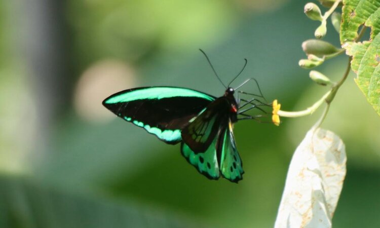 Indonesia, Moluccas: Green-black butterfly on Spice Island of Seram