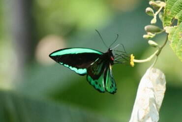 Indonesia, Moluccas: Green-black butterfly on Spice Island of Seram