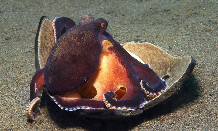 Diving with Octopus at Gangga Island Resort & Spa