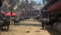 Sulawesi Toraja: Büffel in einem Toraja-Dorf vor ihrer Opferung