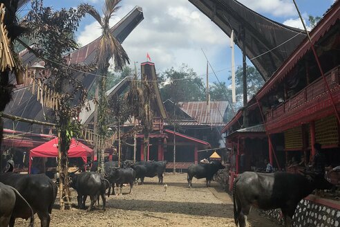 Sulawesi Toraja: Büffel zur Beerdigungszeremonie I Buffalo for the funeral ceremony