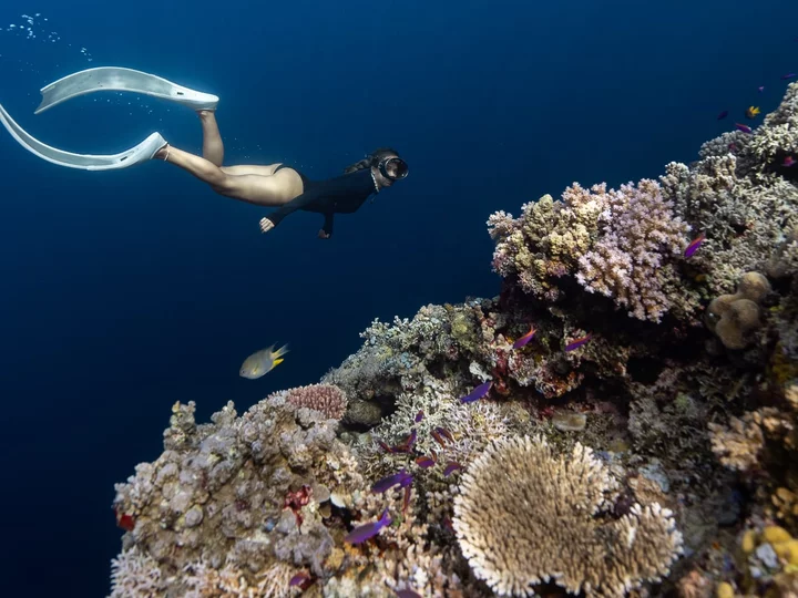 Diving with Reconnect Resort, Togean Islands, Sulawesi