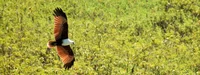 Brahminy Kite, also known as red-backed sea-eagle (Haliastur indus girrenera)