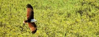 Brahmanenmilan, auch bekannt als Rotrücken Seeadler (Haliastur indus girrenera)