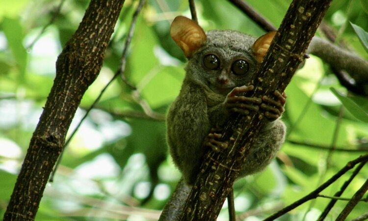 Tarsier in the area of Selayar Dive Resort, South Sulawesi