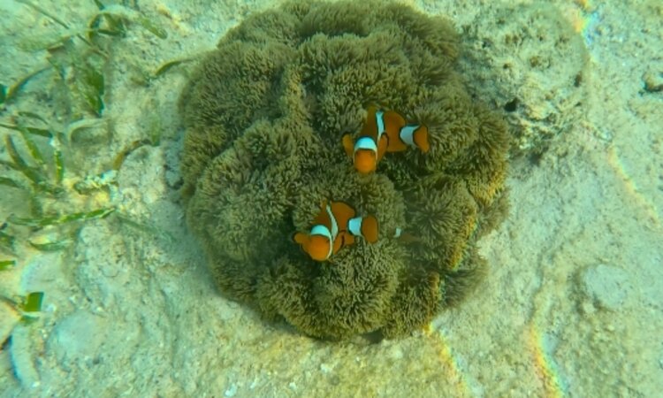 Reconnect Resort House Reef: Buka-Buka Island, Sulawesi