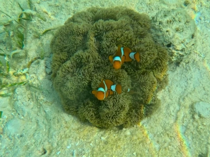 Reconnect Resort House Reef: Buka-Buka Island, Sulawesi
