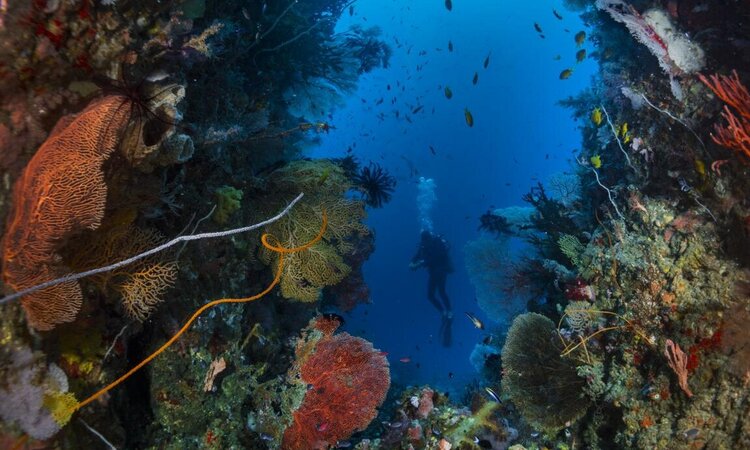 Taucher zwischen malerischen Korallen: Tauchgang, Tompotika Dive Lodge, Ost-Seite Zentralsulawesi