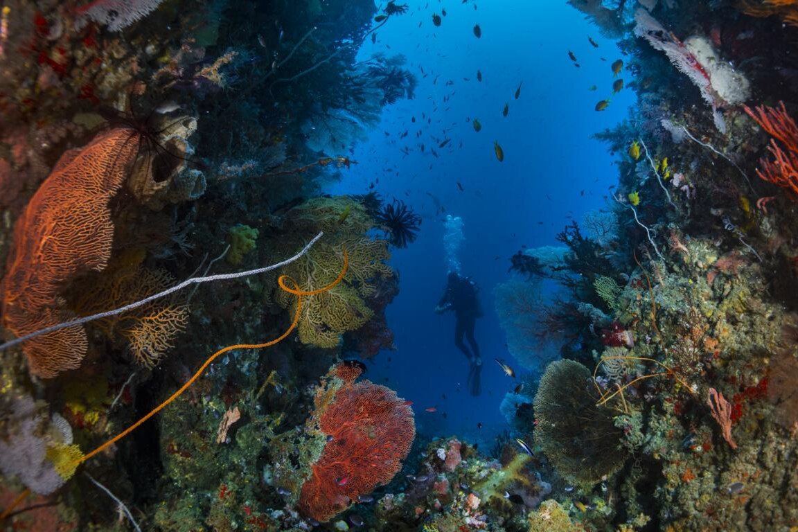 Taucher zwischen malerischen Korallen: Tauchgang, Tompotika Dive Lodge, Ost-Seite Zentralsulawesi