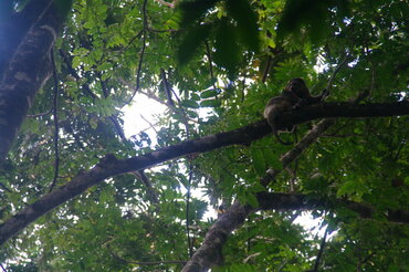 Sulawesi: Baer Cuscus in Tangkoko National Park
