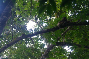 Sulawesi Bär Cuscus I Sulawesi Bear Cuscus (Ailurops ursinus)