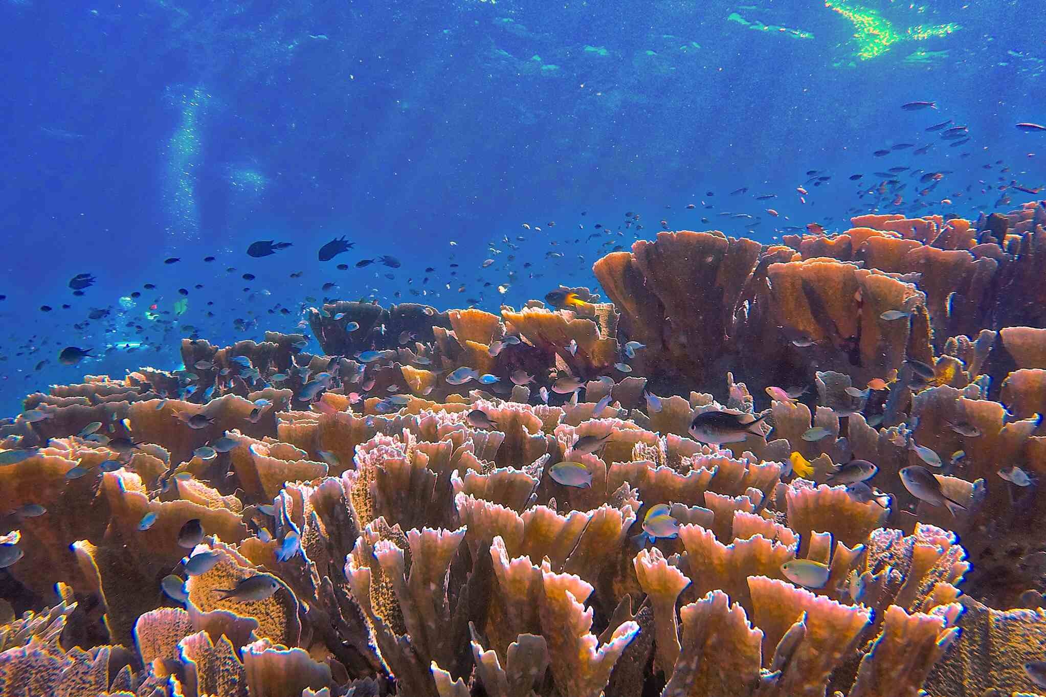 Cove Eco Resort, Raja Ampat: Paradiesisches Korallenriff