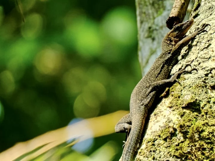 Moluccan Monitor Lizzard
