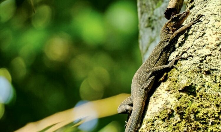 Moluccan Monitor Lizzard