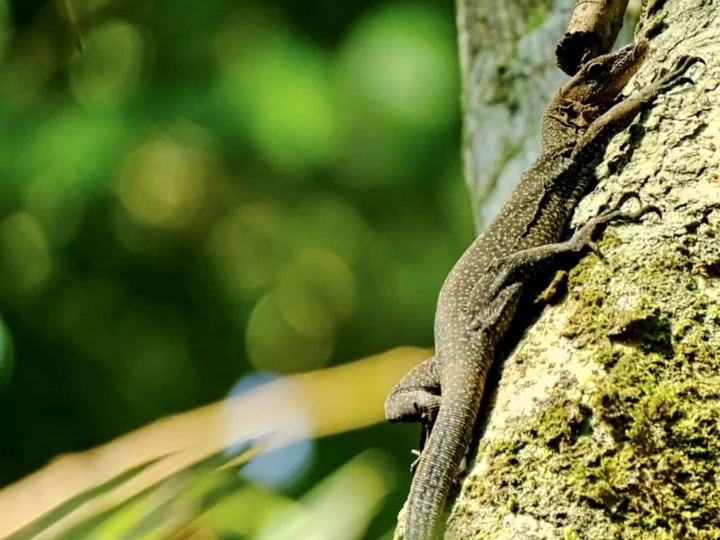 Moluccan Monitor Lizzard