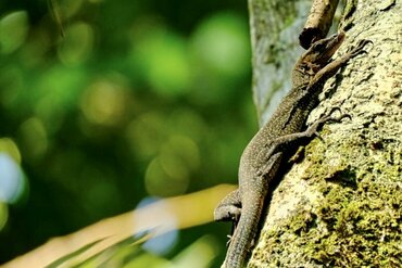 Moluccan Monitor Lizzard