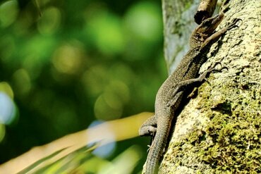 Moluccan Monitor Lizzard