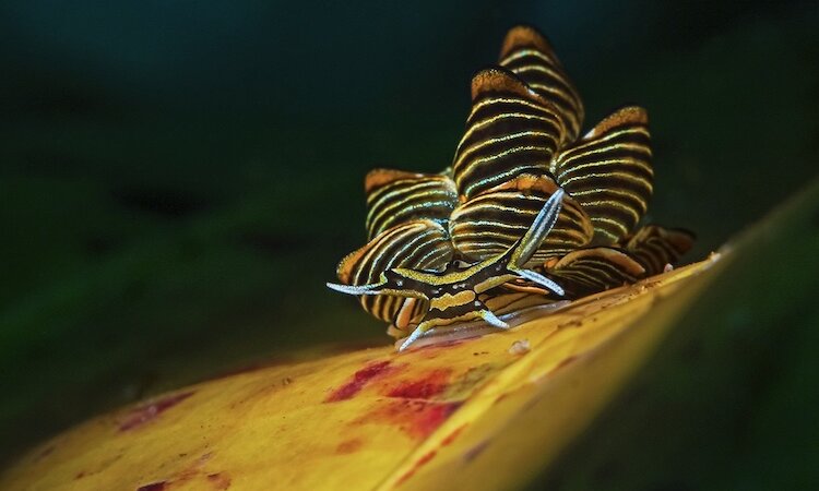 Sulawesi: Sea Souls Resort - Golden gullet
