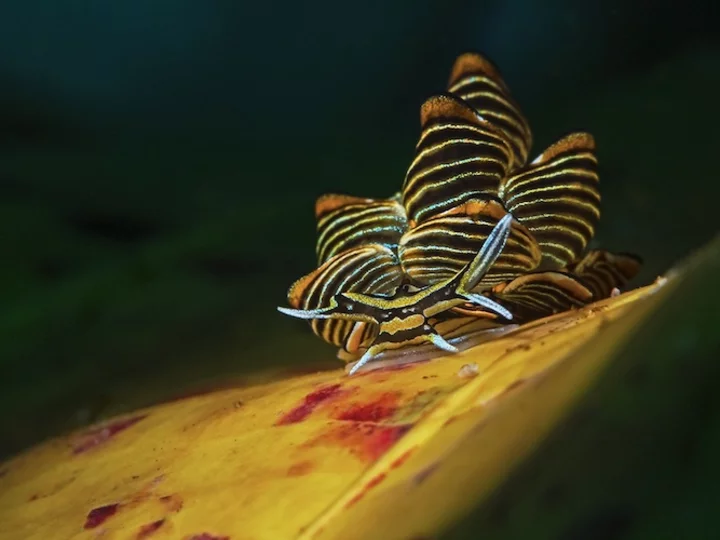  Sulawesi: Sea Souls Resort - Golden gullet
