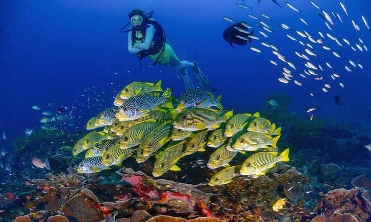 Papua Explorers Dive Resort: Taucher bei Fischschwarm