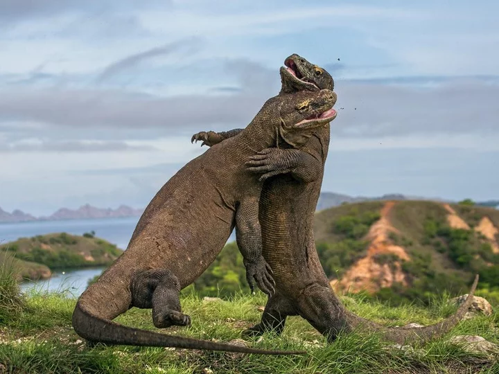 Two fighting Komodo dragons