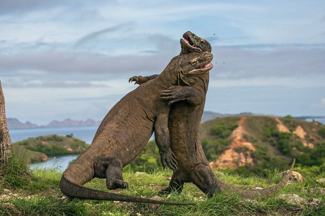 Two fighting Komodo dragons