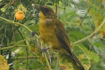 Molukken: Halmahera Golden Bulbul (Hypsipetes chloris)