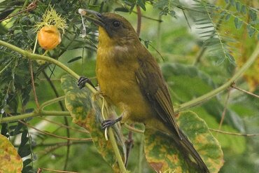 Moluccas: Halmahera Golden Bulbul (Hypsipetes chloris)