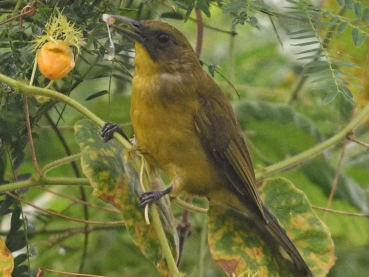 Moluccas: Halmahera Golden Bulbul (Hypsipetes chloris)