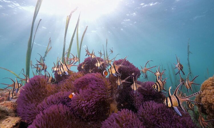 Sulawesi, Lembeh Resort: Anemone mit Banggai Cardinals & Clownfish