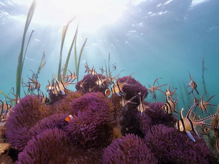 Sulawesi, Lembeh Resort: Anemone with Banggai Cardinals & Clownfish